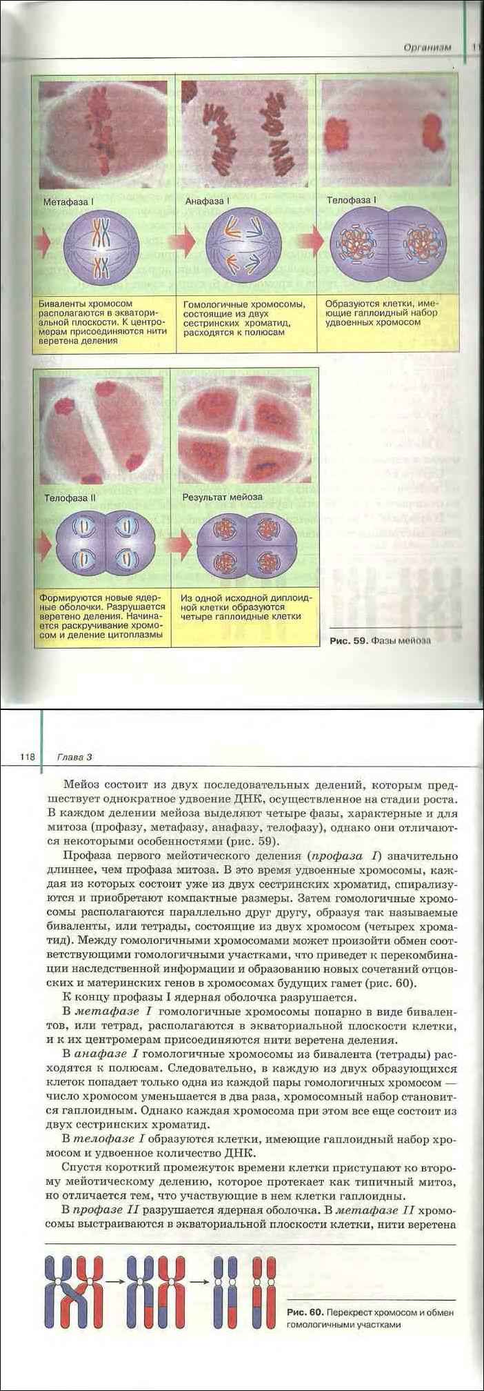 Биология 11 класс учебник сивоглазов агафонова